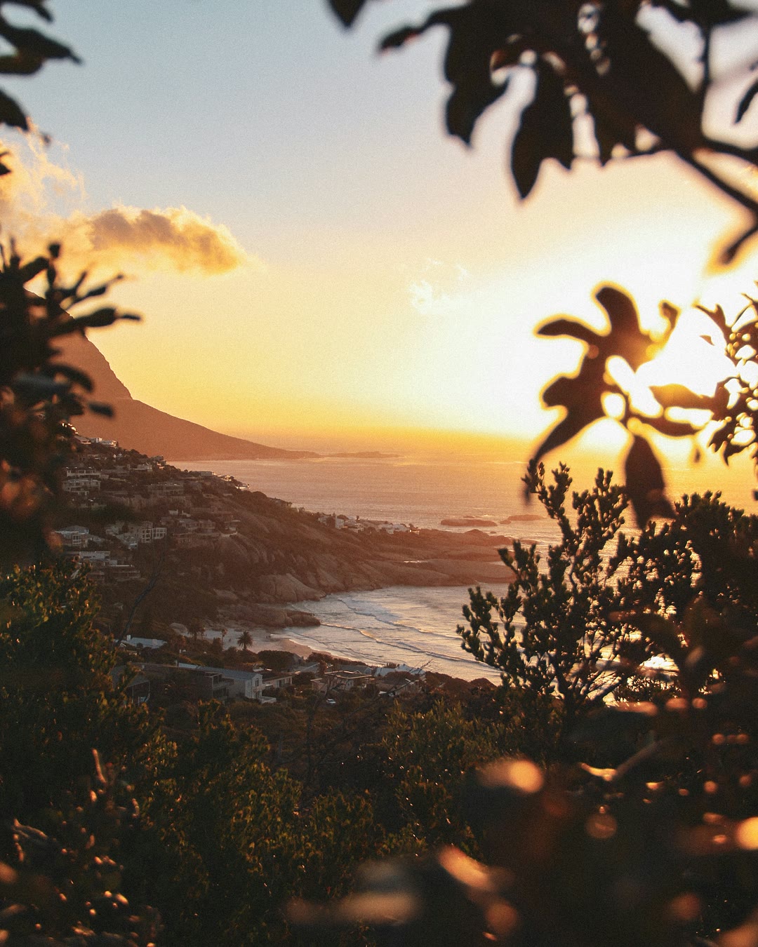 Golden-hour light over the Cape Town coast, seen through foliage from the mountainside