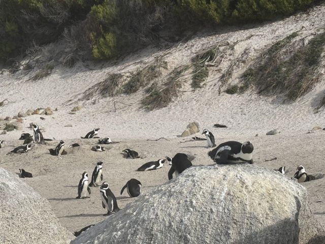 Penguins at Boulders Beach